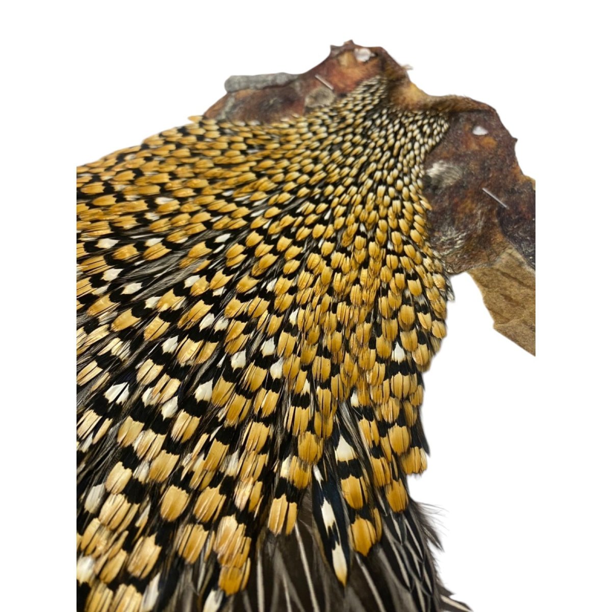 画像4: ジャングルコック NO41 JUNGLE COCK (4)