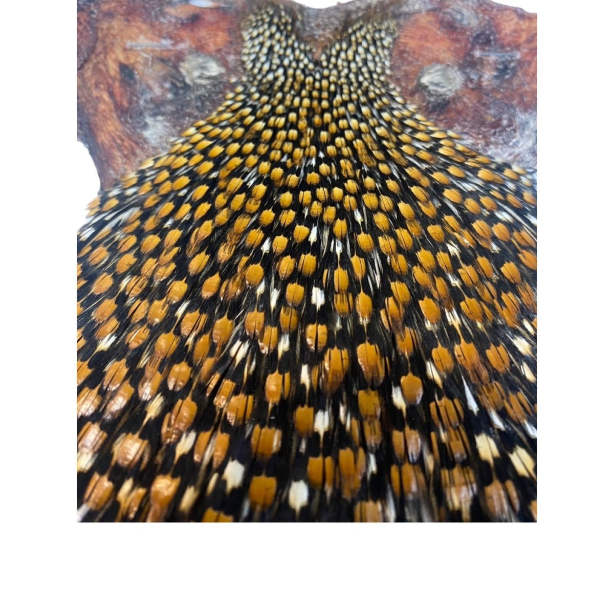 画像3: ジャングルコック NO38 JUNGLE COCK (3)