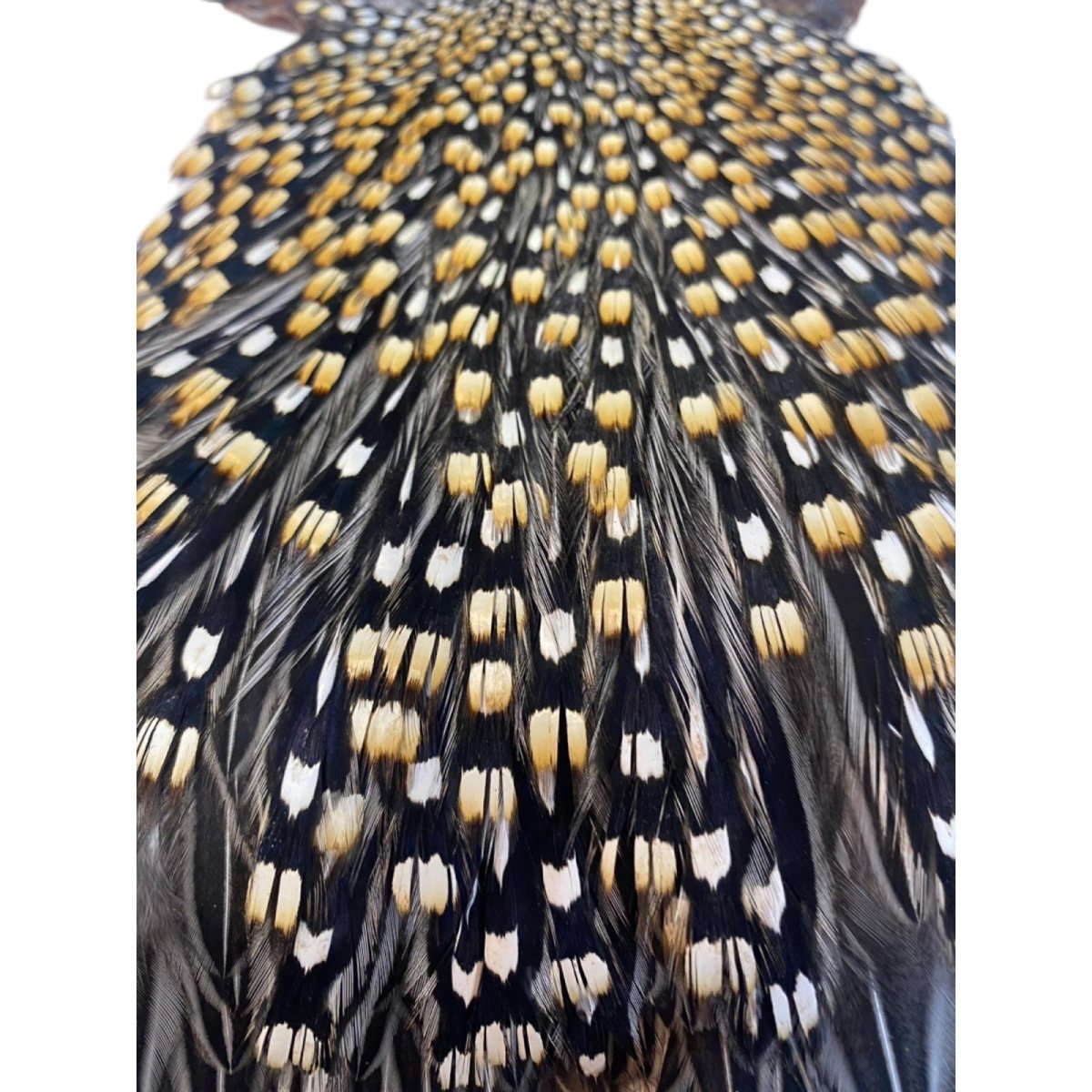 画像2: ジャングルコック NO43(長め) JUNGLE COCK (2)