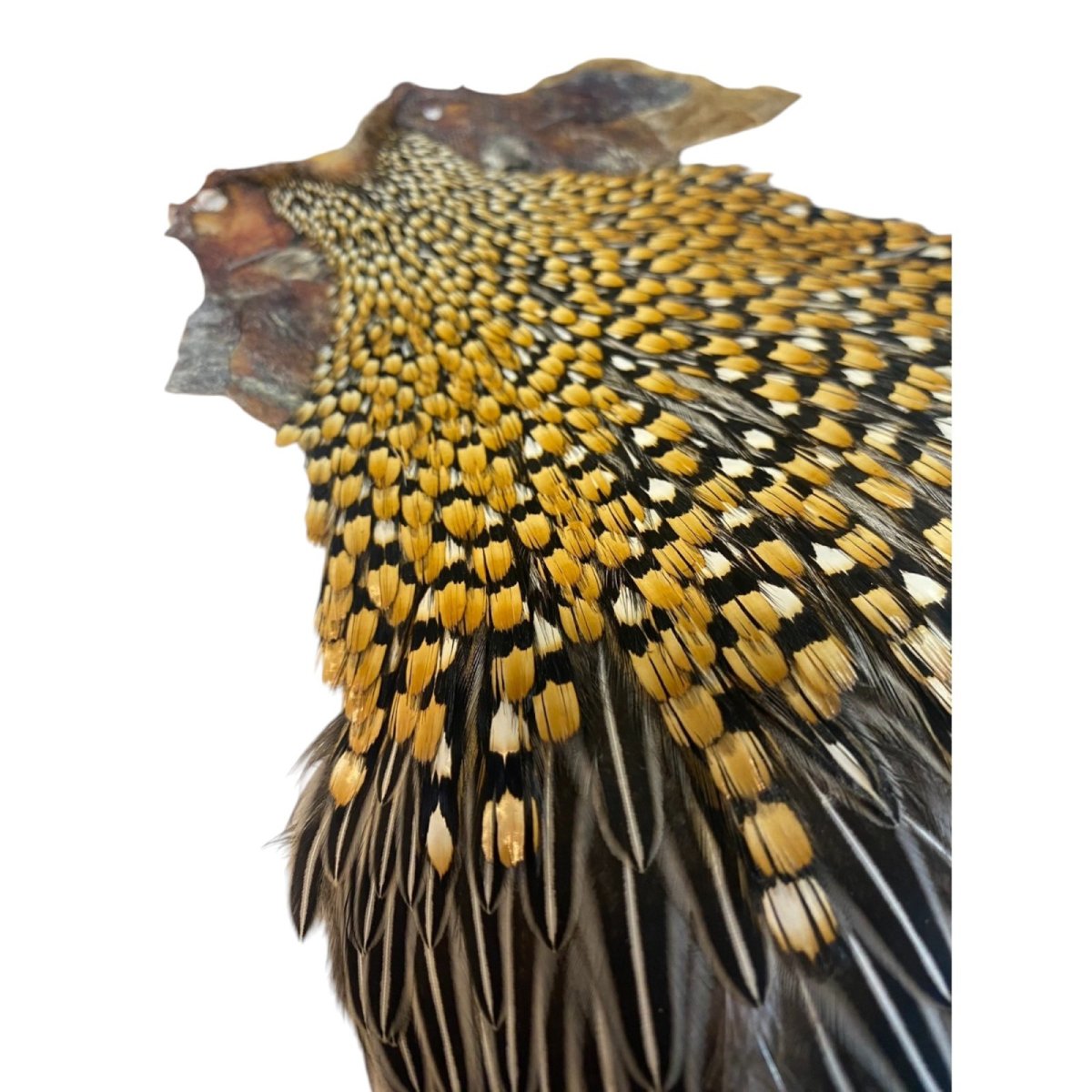 画像5: ジャングルコック NO41 JUNGLE COCK (5)