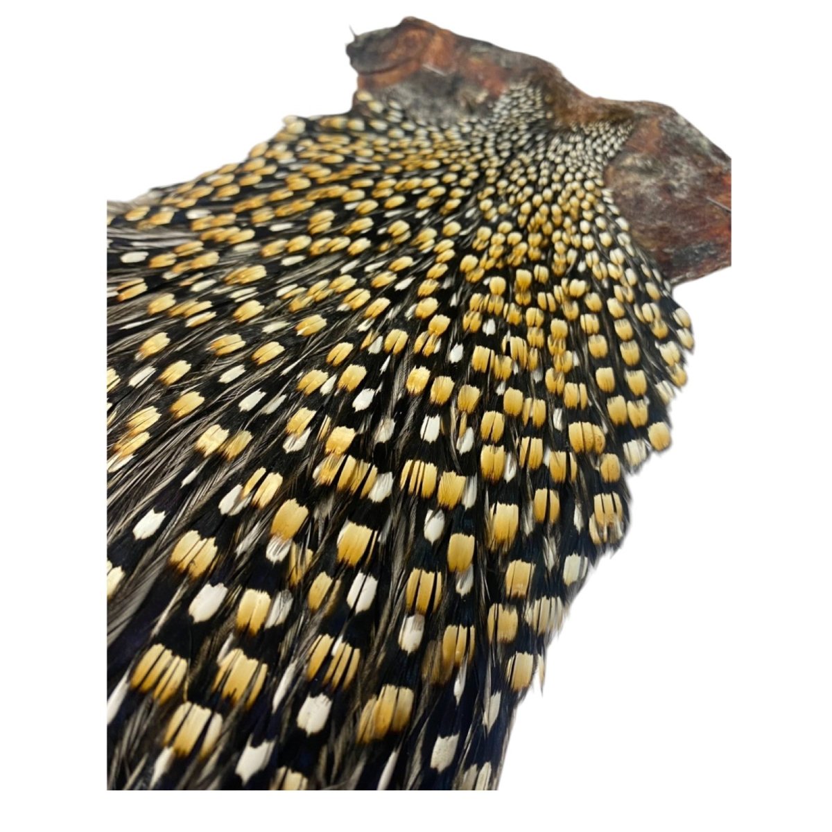 画像4: ジャングルコック NO43(長め) JUNGLE COCK (4)