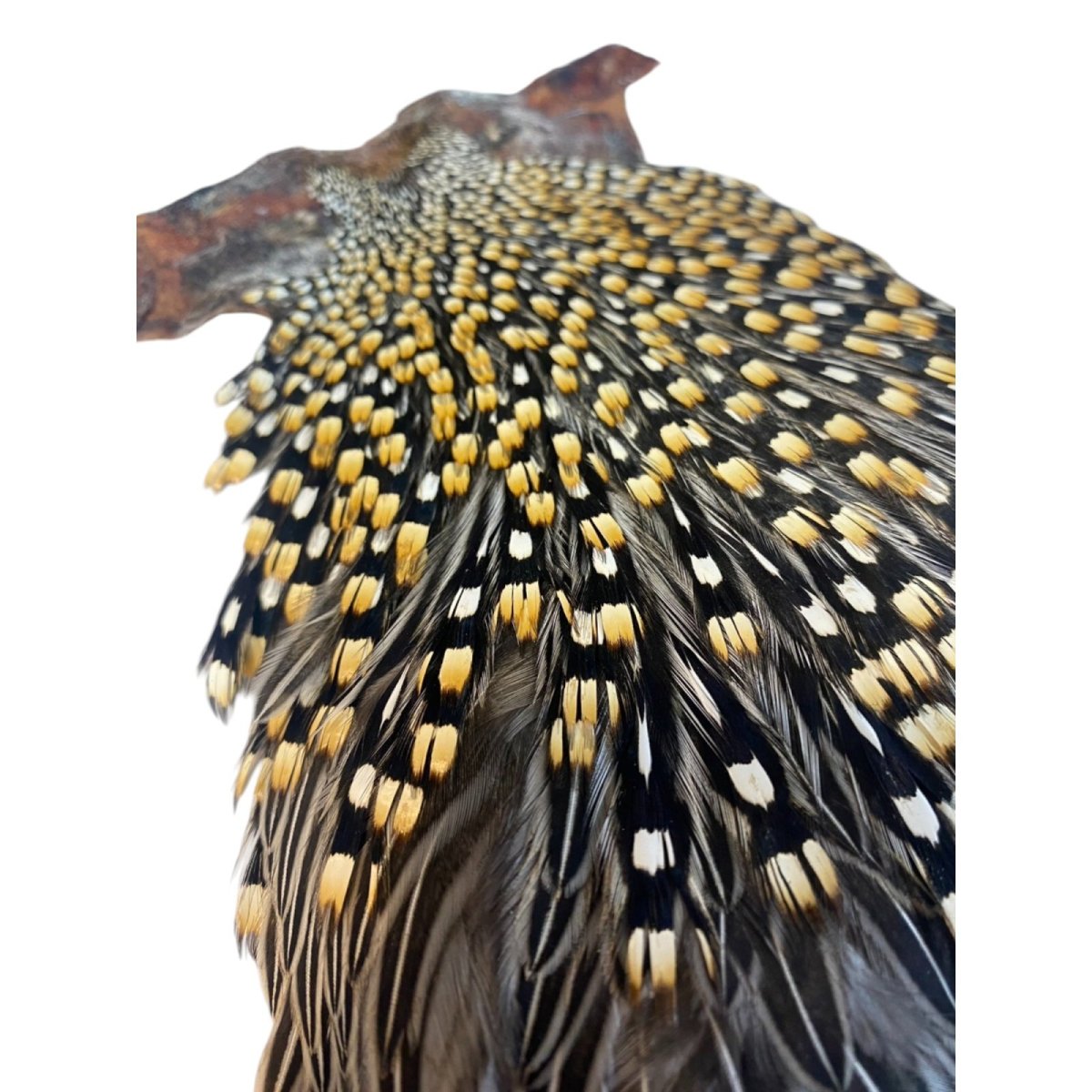 画像5: ジャングルコック NO43(長め) JUNGLE COCK (5)