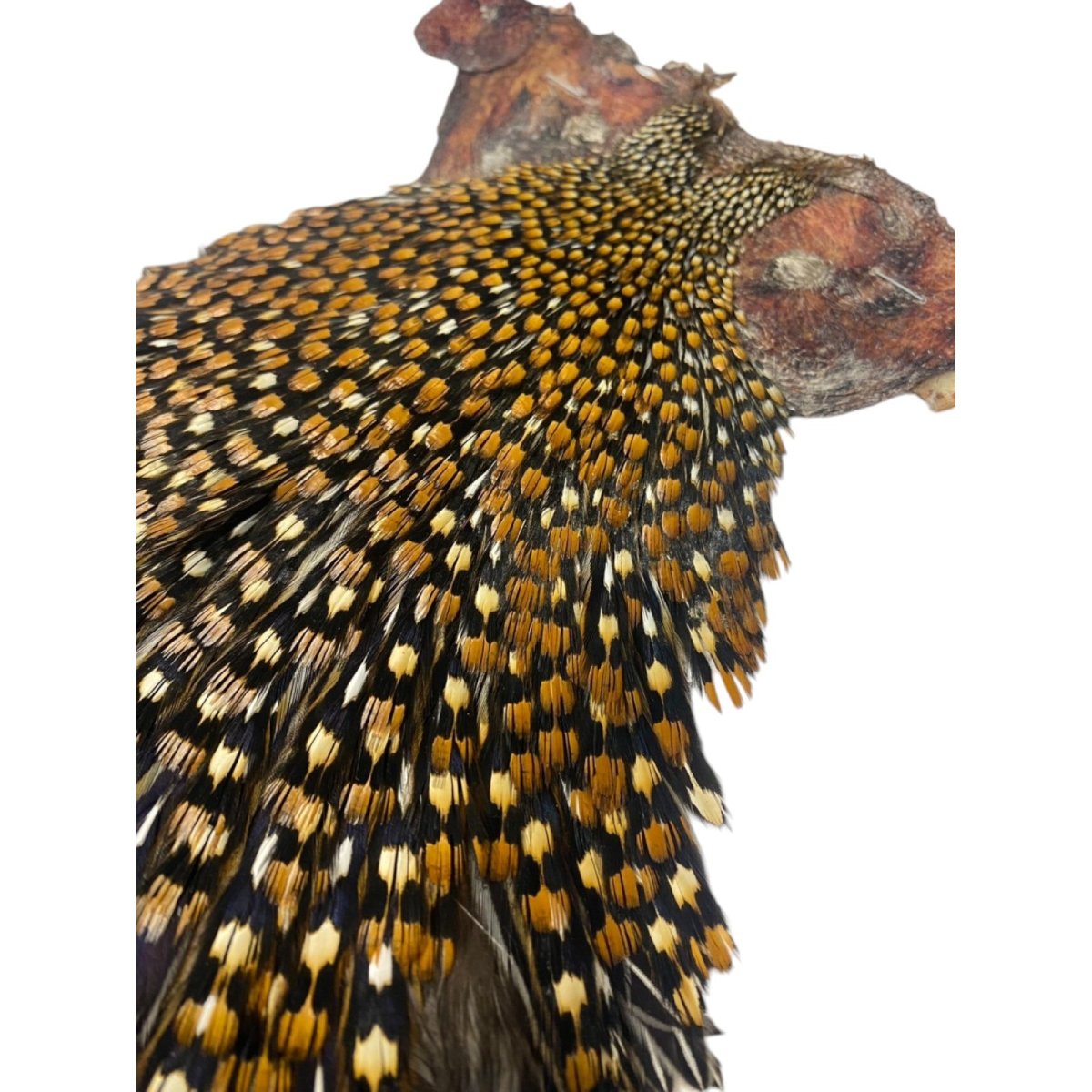 画像4: ジャングルコック NO38 JUNGLE COCK (4)