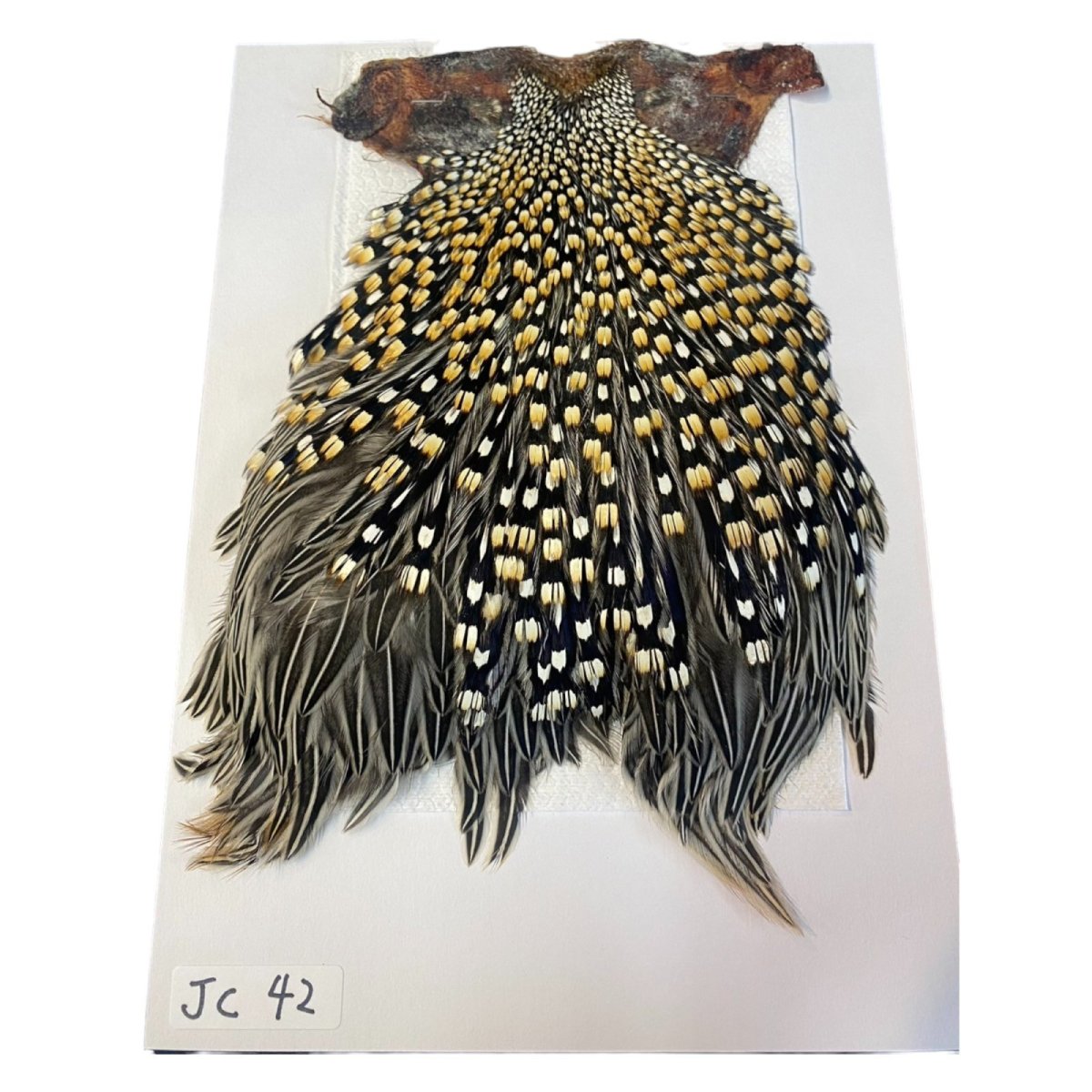 画像1: ジャングルコック　NO43（長め）　JUNGLE　COCK (1)
