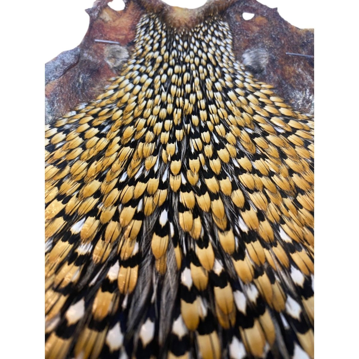 画像3: ジャングルコック NO41 JUNGLE COCK (3)