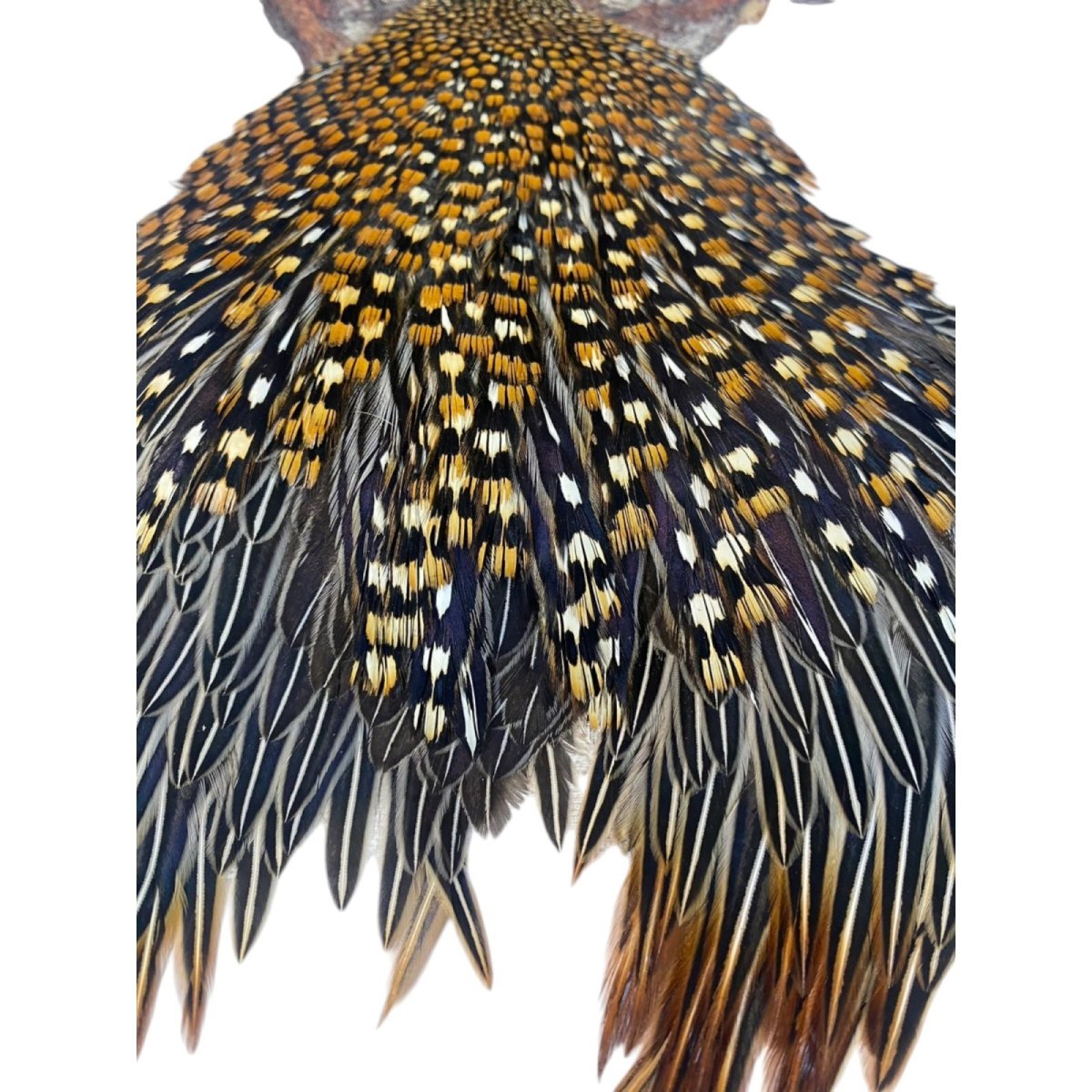 画像2: ジャングルコック NO38 JUNGLE COCK (2)