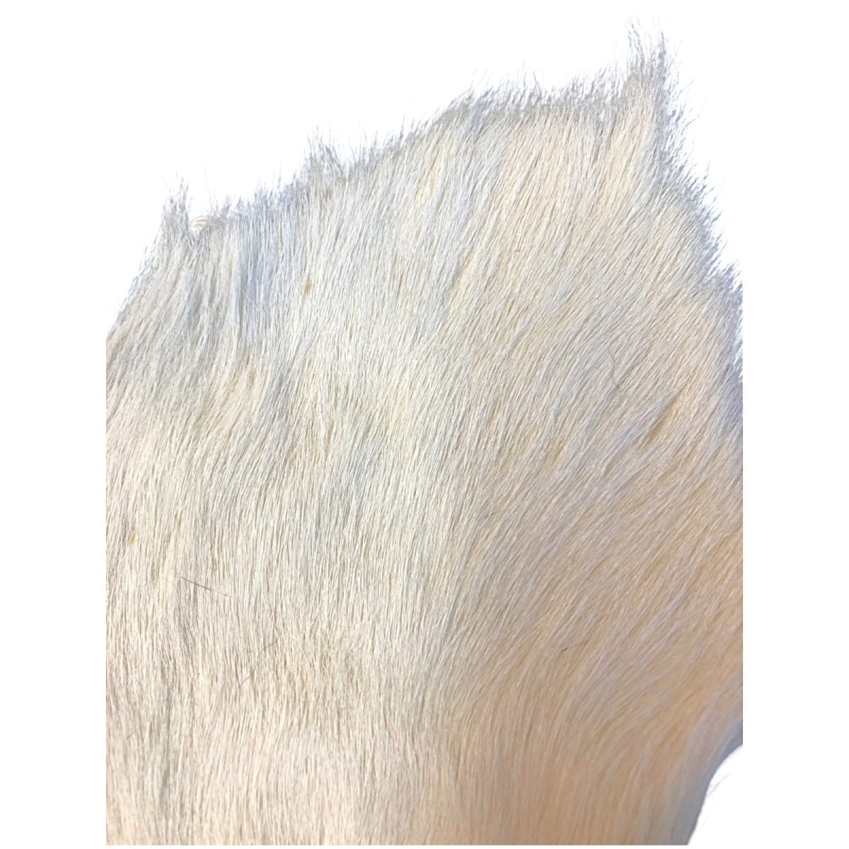 画像2: Calf body カーフボディー ナチュラル COWB5 数量限定 希少マテリアル (2)