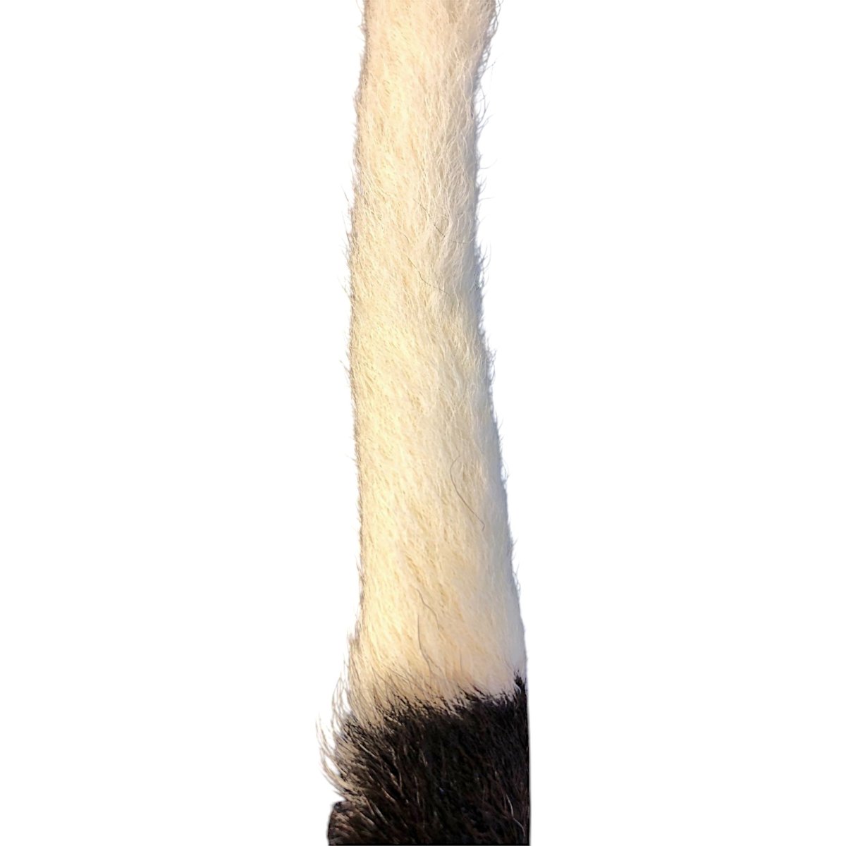 画像2: Calf Tail カーフテール ナチュラル CART1 数量限定 希少マテリアル (2)