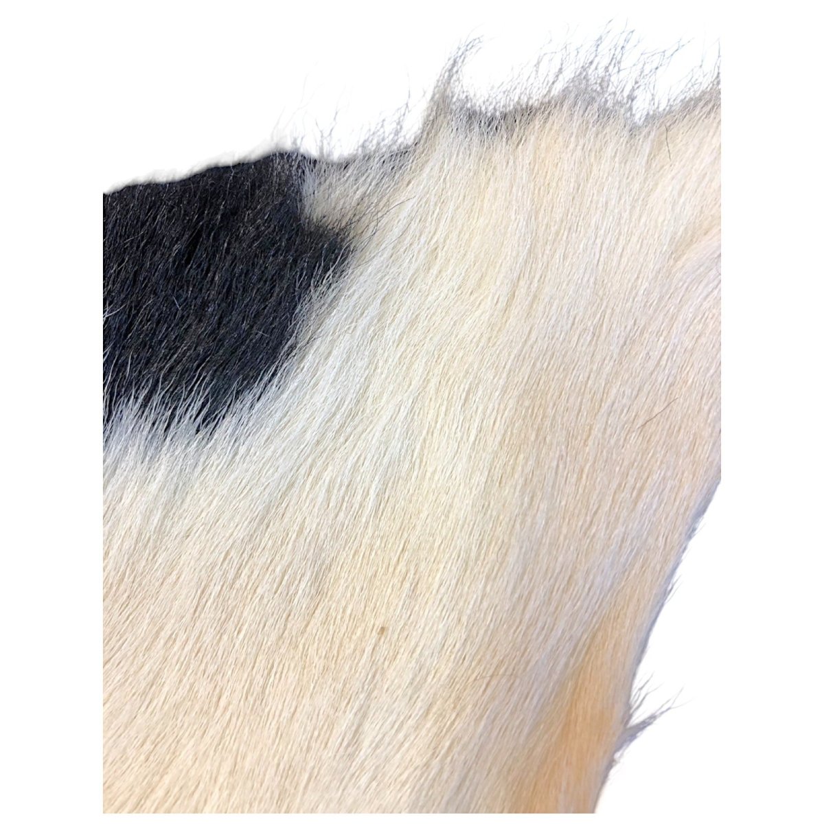 画像2: Calf body カーフボディー ナチュラル COWB7 数量限定 希少マテリアル (2)