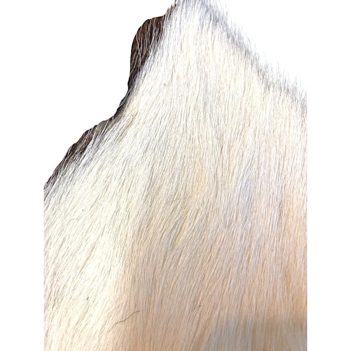 画像2: Calf body カーフボディー ナチュラル COWB2 数量限定 希少マテリアル (2)