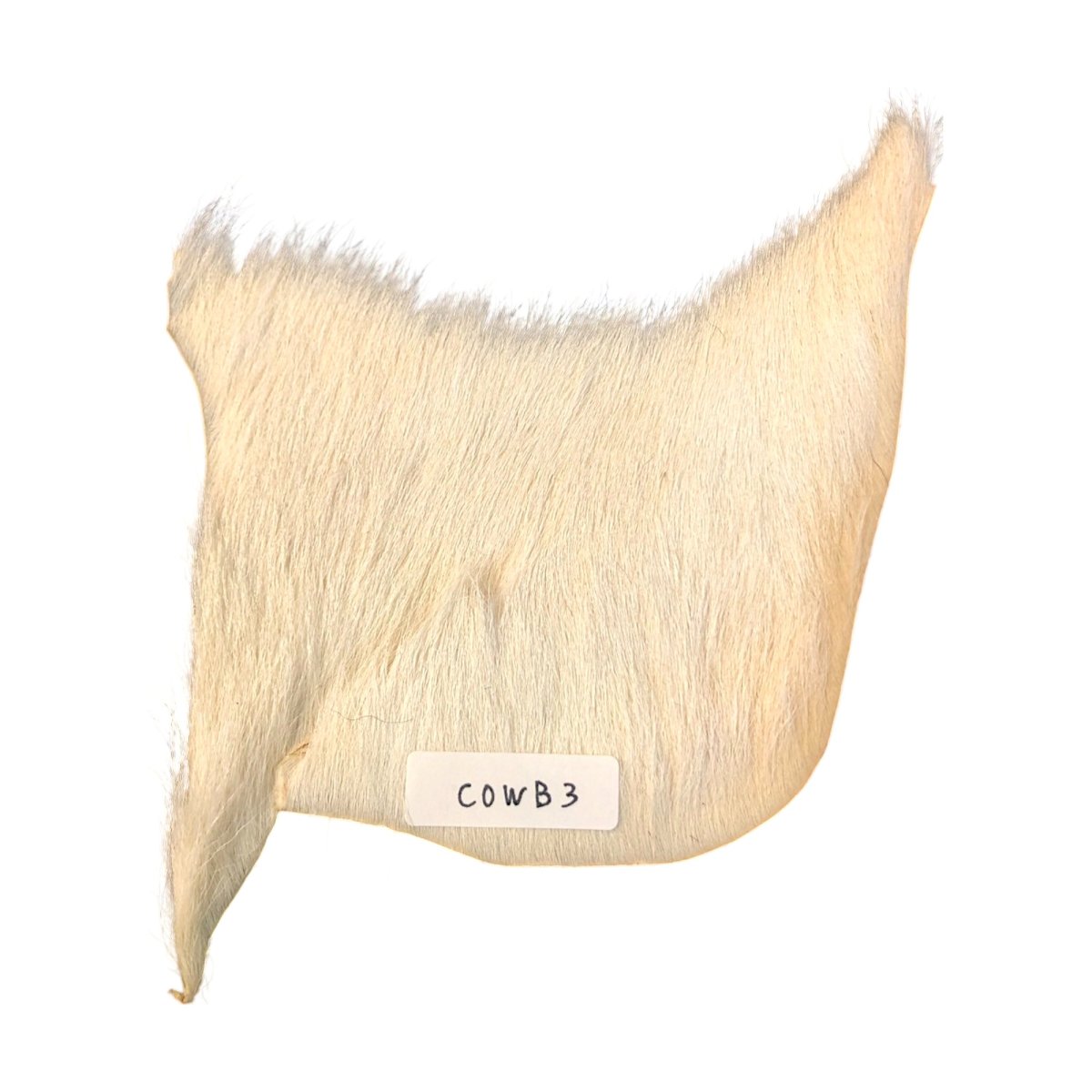 画像1: Calf body　カーフボディー　ナチュラル　COWB3　数量限定　希少マテリアル (1)