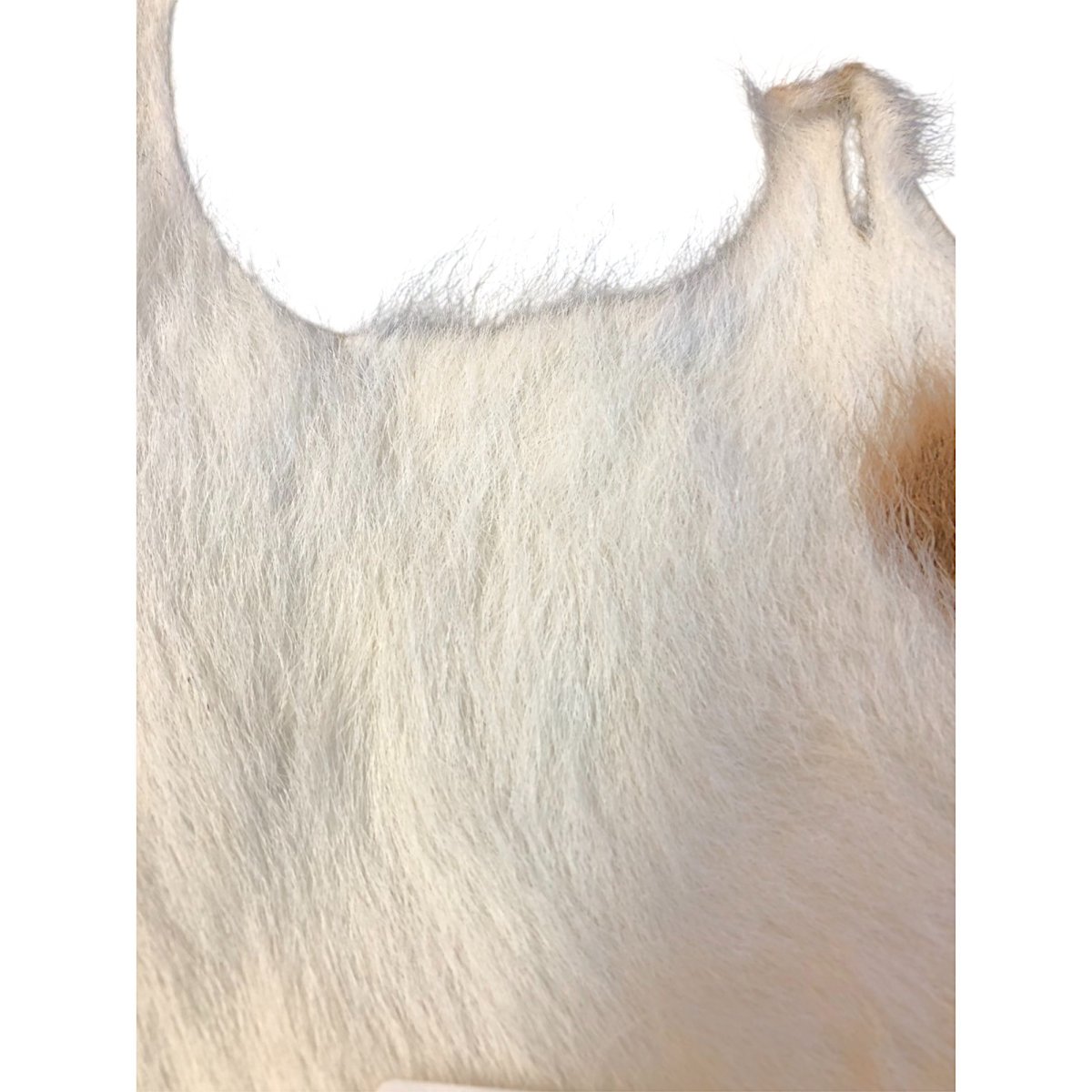 画像2: Calf body カーフボディー ナチュラル COWB6 数量限定 希少マテリアル (2)