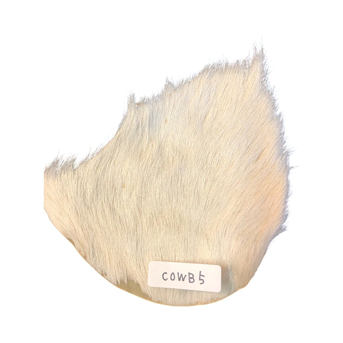 画像1: Calf body　カーフボディー　ナチュラル　COWB5　数量限定　希少マテリアル (1)