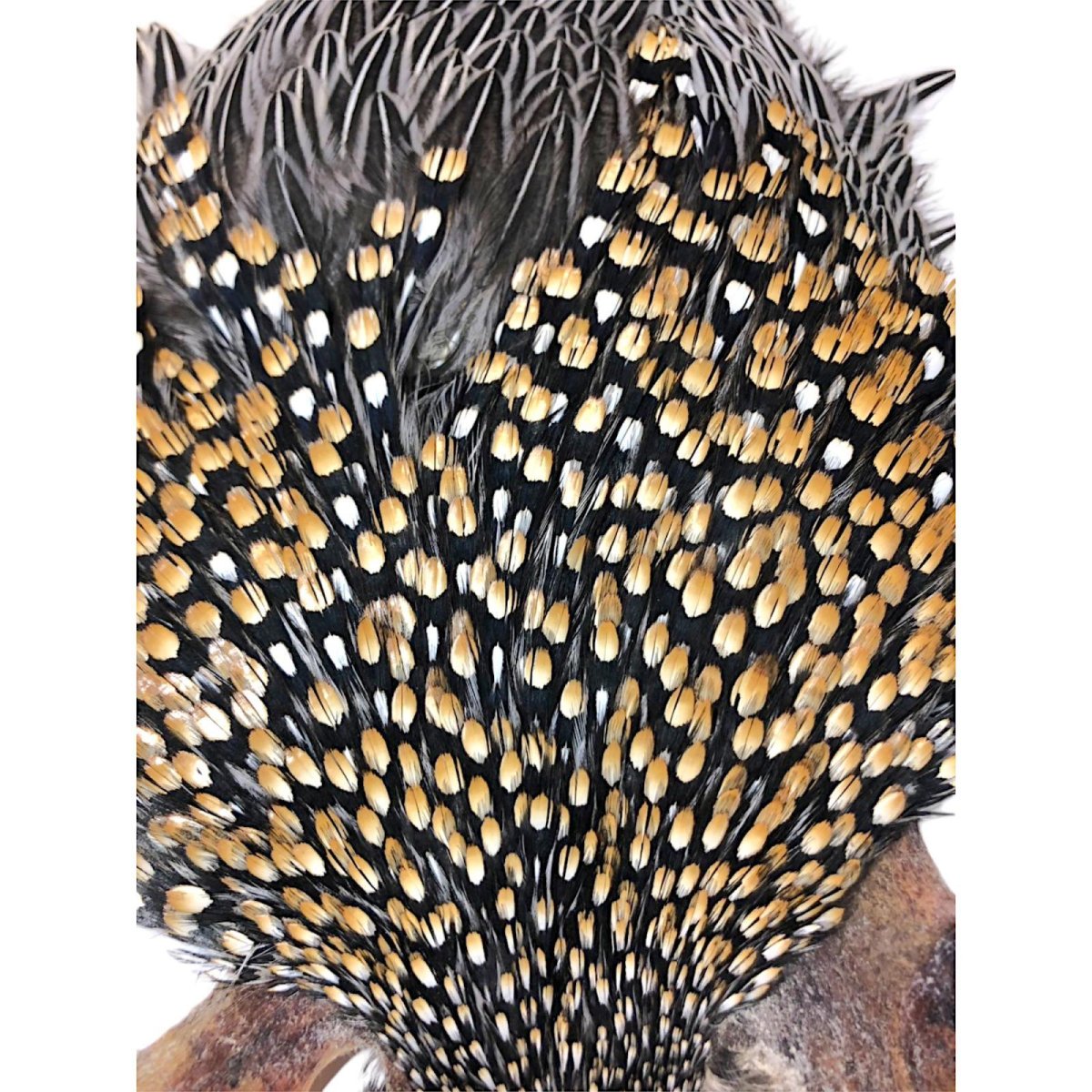 画像2: ジャングルコック NO45 JUNGLE COCK (2)