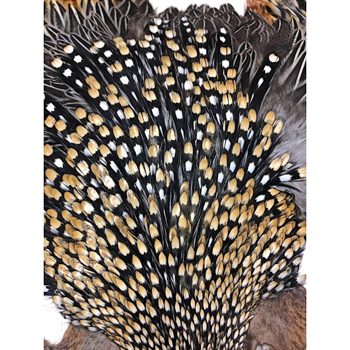 画像2: ジャングルコック NO50 JUNGLE COCK (2)