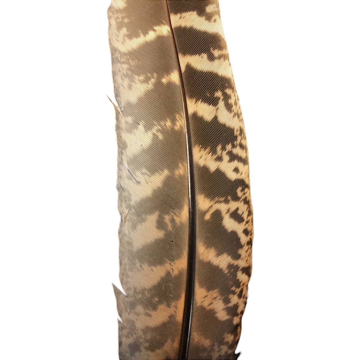 画像2: SWEETFISH  hen pheasant quills   ヘンフェザントクイル スイートフィッシュ (2)