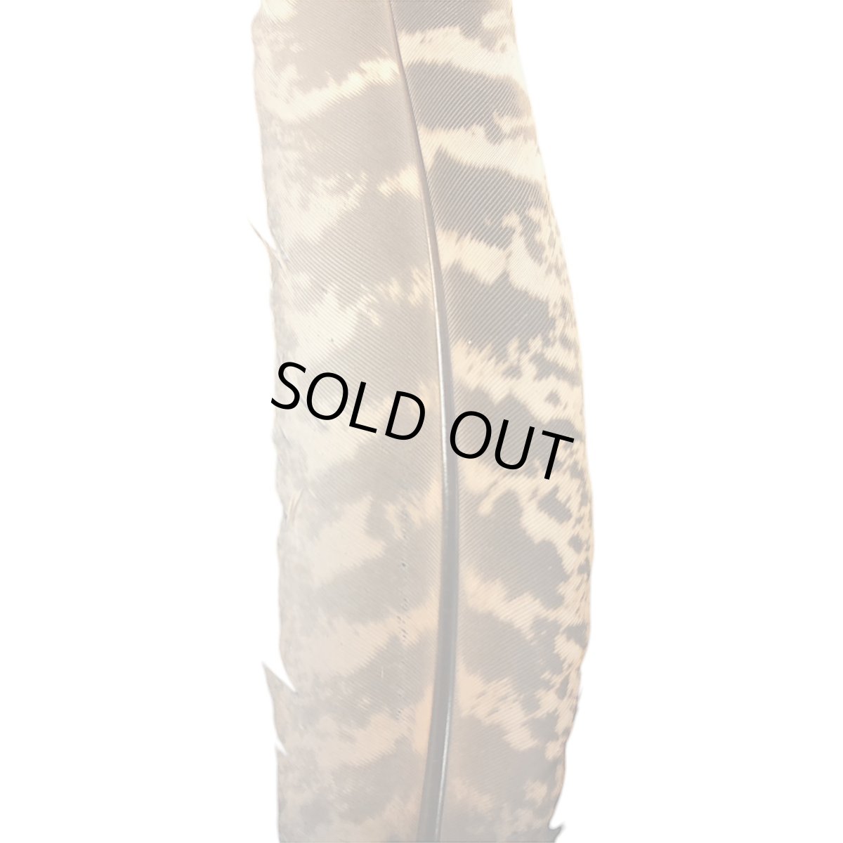 画像2: SWEETFISH　 hen pheasant quills   ヘンフェザントクイル　スイートフィッシュ (2)