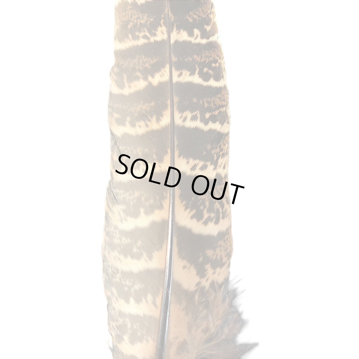 画像2: SWEETFISH　 hen pheasant quills   ヘンフェザントクイル　ラージセレクト　スイートフィッシュ (2)