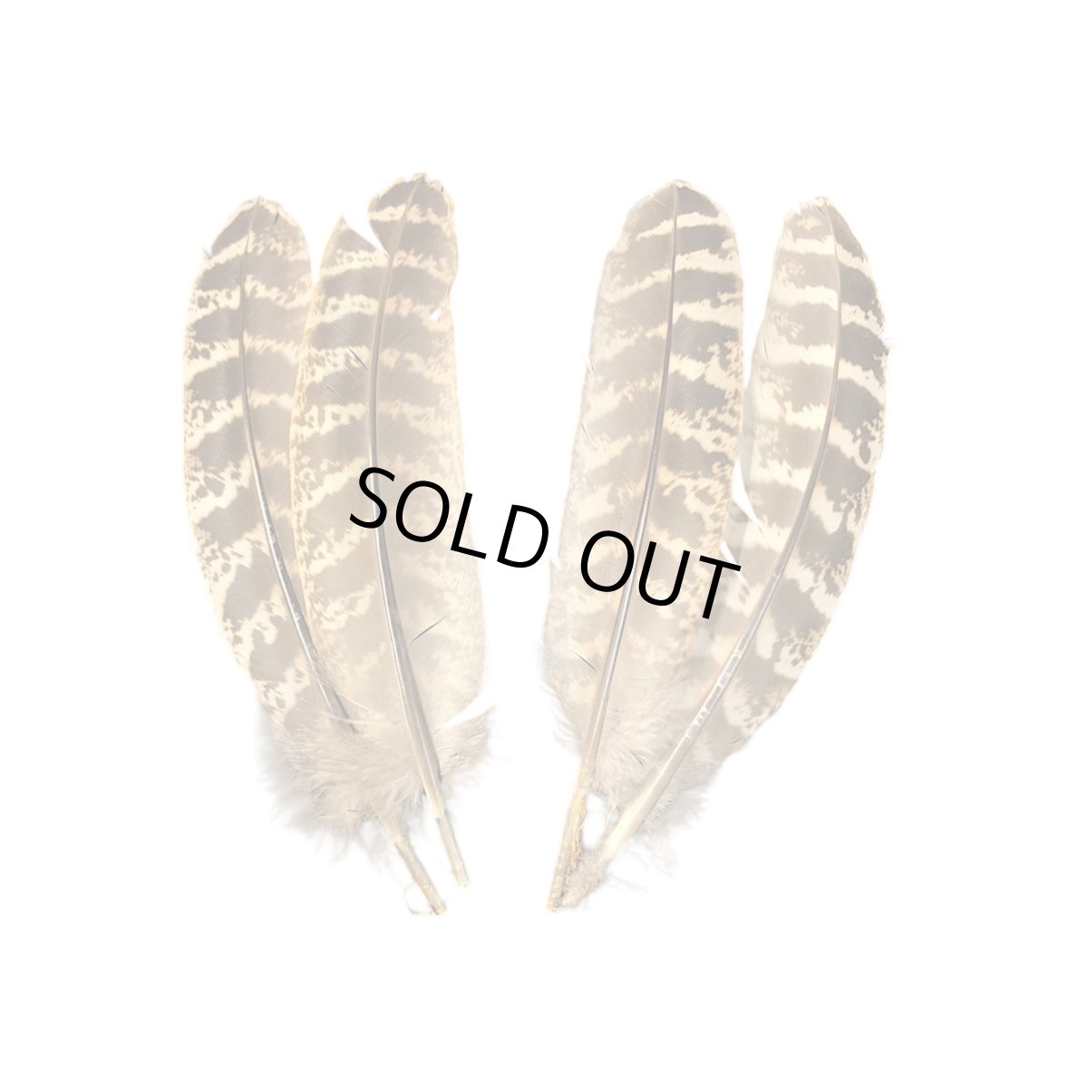 画像1: SWEETFISH　 hen pheasant quills   ヘンフェザントクイル　スイートフィッシュ (1)