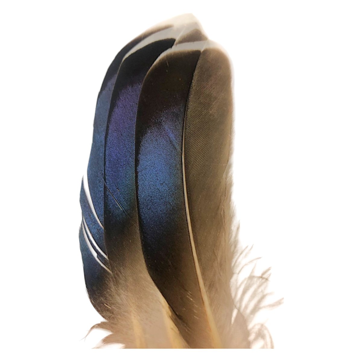 画像3: SWEETFISH  WHITE TIP BLUE MALLARD  ホワイトティップブルーマラード (3)