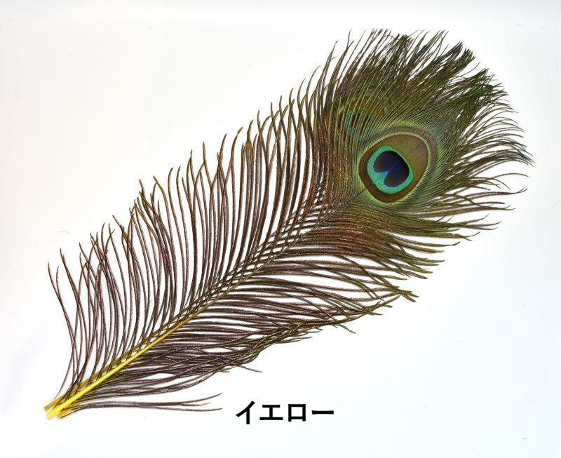 画像1: CANAL  キャナル　ピーコックアイ&ダイド　Peacock Eye&Dide (1)